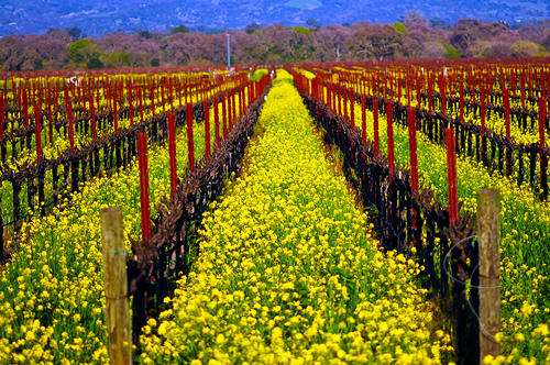 grape orchard