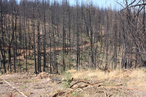 Butte Fire damage