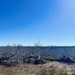 the current state of the California walnut market