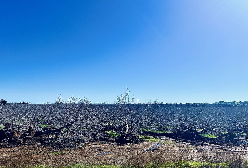 the current state of the California walnut market